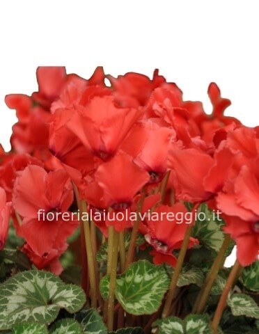 Pianta di ciclamino.