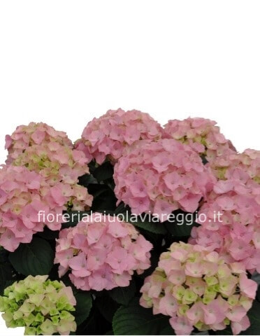 Pianta di ortensia