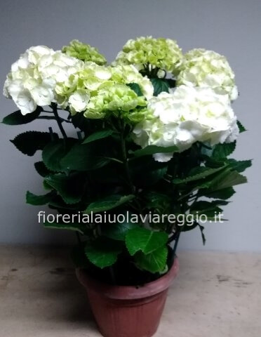 pianta ortensia