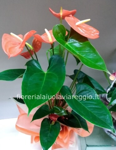 Anthurium