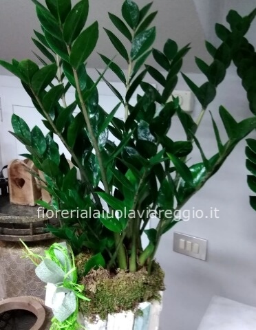 Zamioculcas